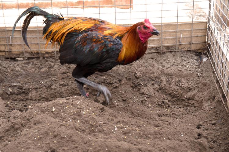 Visita nuestro   Galpón