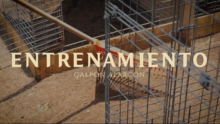 ENTRENAMIENTO DE EJEMPLARES